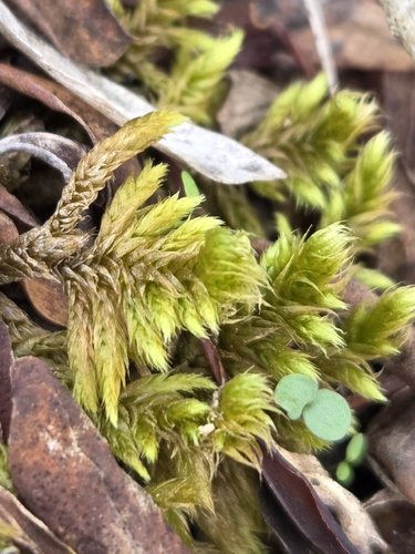 Rhytidium rugosum observed 2026-10-22
