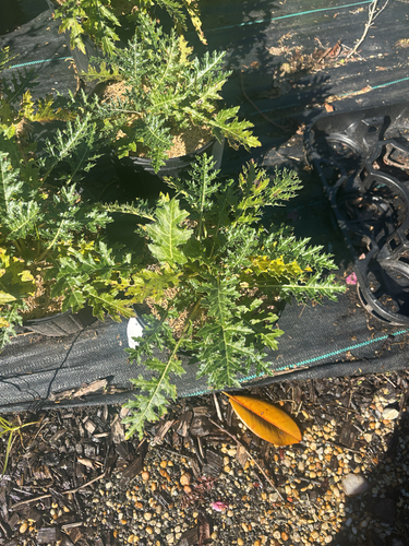 Acanthus pubescens, 2026-10-22