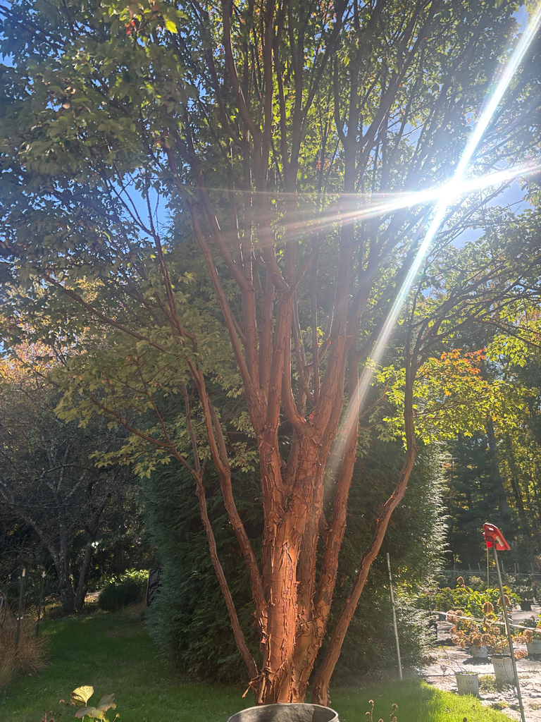 A photograph from Oct 22, 2026, about 20 miles from Philadelphia area & Bucks County, where the observer’s point is approximate.