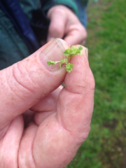 Alchemilla occidentalis