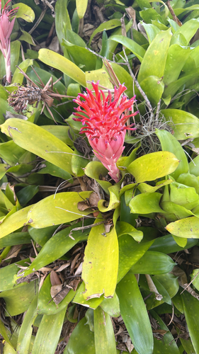 Billbergia pyramidalis observed 2026-10-22