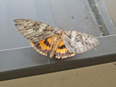 Catocala subnata