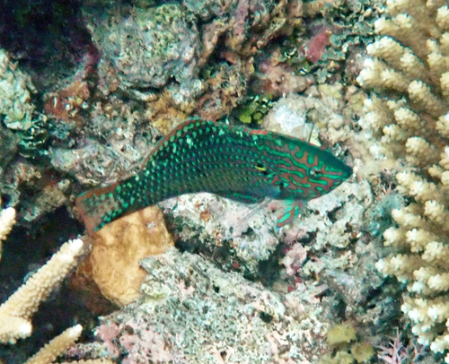 Macropharyngodon meleagris observed 2026-10-21