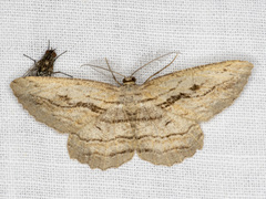 Scioglyptis loxographa