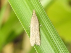 Dichomeris ligulella