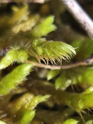 Rhytidium rugosum observed 2026-10-22