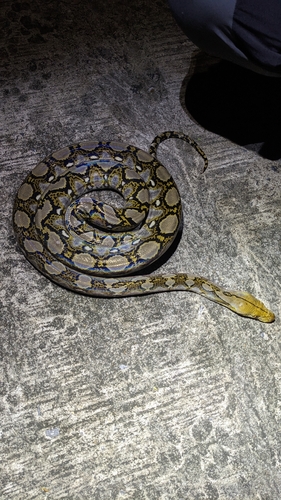 Malayopython reticulatus observed 2026-10-23