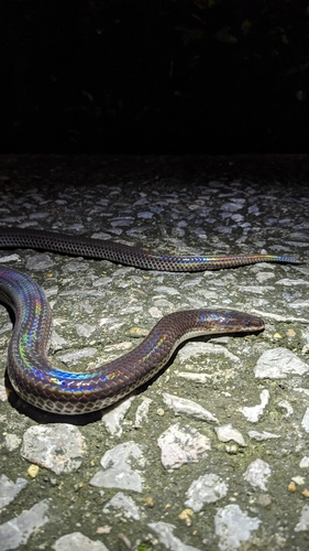 Xenopeltis unicolor observed 2026-10-23