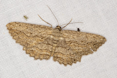 Scioglyptis loxographa