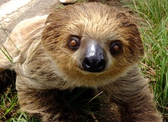 Choloepus didactylus