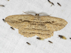 Scioglyptis loxographa