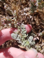 Extriplex californica
