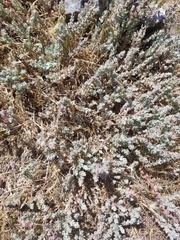 Extriplex californica