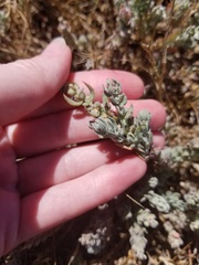Extriplex californica