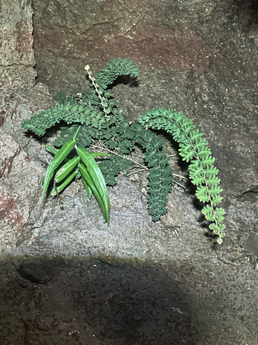 wavy scale cloakfern