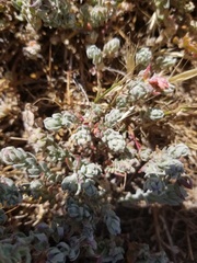 Extriplex californica