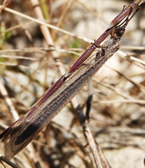Creoleon lugdunensis