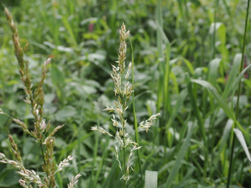 Arrhenatherum elatius observed 2026-10-20