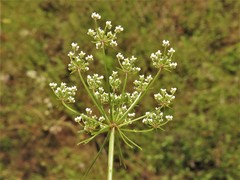 Ptilimnium nuttallii