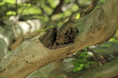Ctenosaura oaxacana