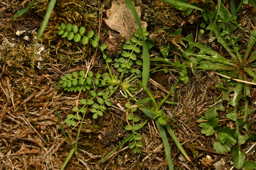 Ornithopus perpusillus observed 2026-10-22
