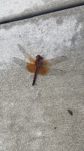 Red Rock Skimmer