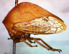 Vestistilus testacea