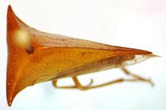 Vestistilus testacea