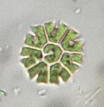 Stauridium tetras observed 2026-10-18