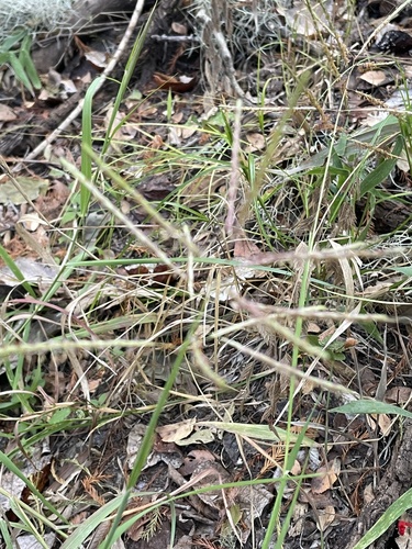 Bothriochloa bladhii observed 2026-10-22
