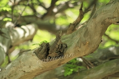 Ctenosaura oaxacana