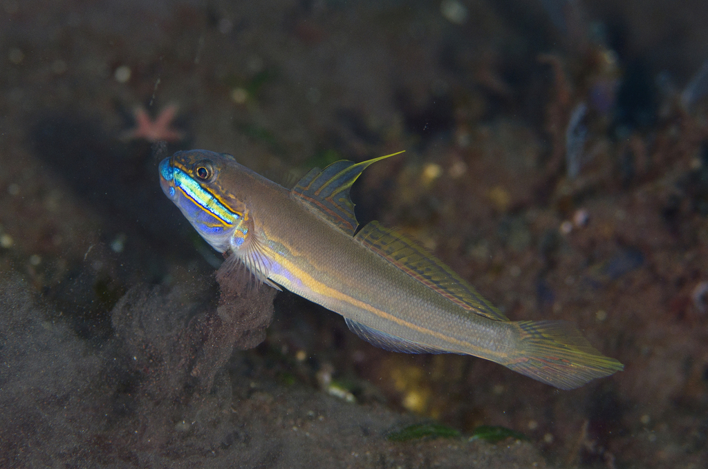 Greenband Glidergoby