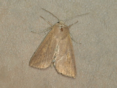 Mythimna semicana