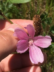 Sidalcea malviflora