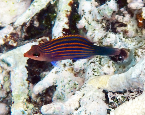 Pseudocheilinus hexataenia observed 2026-10-21