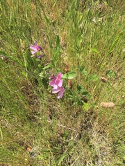 Sidalcea malviflora