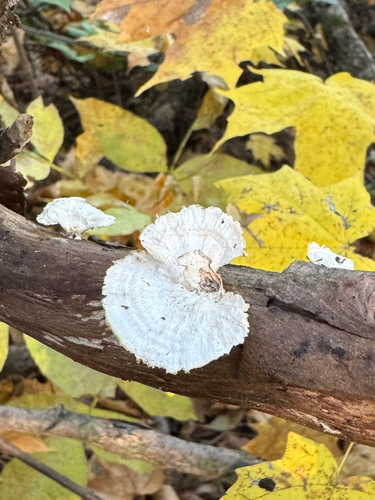 Poronidulus conchifer observed 2026-10-22