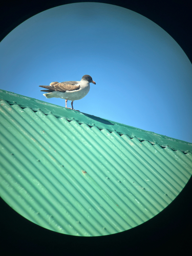 Leucophaeus scoresbii, 2026-10-22