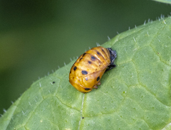 Coccinellini