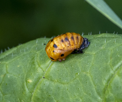 Coccinellini