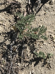 Astragalus ertterae