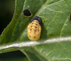 Coccinellini