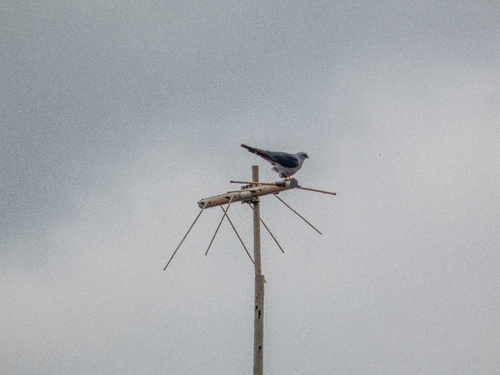Plumbeous Kite