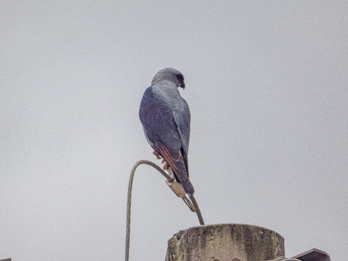 Plumbeous Kite