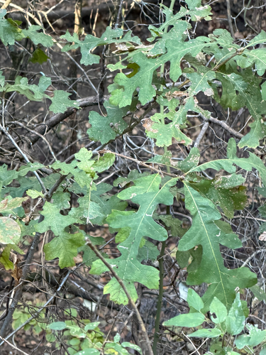 Quercus sinuata observed 2026-10-22