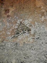 Dolicharthria bruguieralis