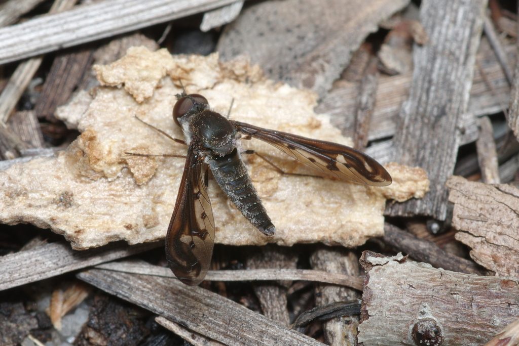 Aleucosia cuneata