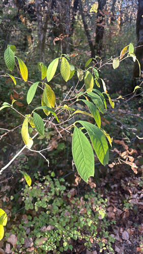 Oemleria cerasiformis, 2026-10-21