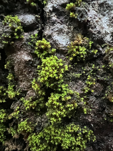 Nyholmiella obtusifolia observed 2026-10-22