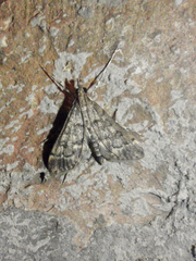 Dolicharthria bruguieralis